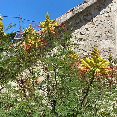Rustica Bougainvillea * Maslinica