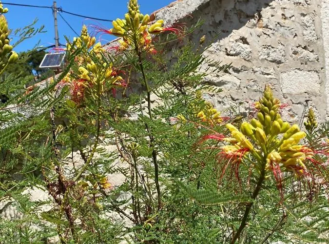 Rustica Bougainvillea * Maslinica